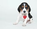 Sweet Beagle Puppy Royalty Free Stock Photo