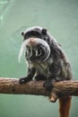 Sweet Bearded Emperor Tamarin Monkey on a Branch Royalty Free Stock Photo