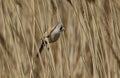 A pretty Bearded Tit, Panurus biarmicus, perching on the stem of a reed at the edge of a river in Kent, UK. Royalty Free Stock Photo