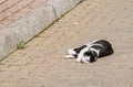 A sweet and beautiful black and white kitten, on the asphalt of a street sleeping . Royalty Free Stock Photo