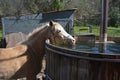 Funny pony drinks water from a hot tube, nice water and beautiful horse. Background of a farm in Texas Royalty Free Stock Photo