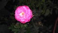 Sweet beautiful pink rose