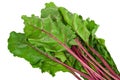 Sweet beet leafs Royalty Free Stock Photo