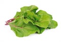 Sweet beet leafs(mangold) Royalty Free Stock Photo