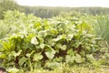 Sweet beet leafs(mangold) Royalty Free Stock Photo