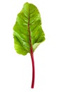 Sweet beet leafs(mangold) on white Royalty Free Stock Photo
