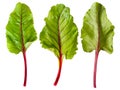 Sweet beet leafs(mangold) on white Royalty Free Stock Photo