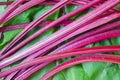 Sweet beet leaves