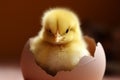 Sweet beginnings Newborn chick portrays cuteness and delicate innocence