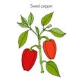 Sweet or bell pepper Capsicum annuum