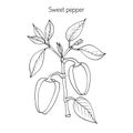 Sweet or bell pepper Capsicum annuum