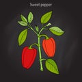 Sweet or bell pepper Capsicum annuum