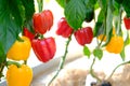 Sweet bell pepper paprika plant growing in farm. vegatable plantation  in garden Royalty Free Stock Photo