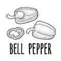 Sweet bell pepper. Vector vintage engraved illustration Royalty Free Stock Photo