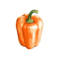 sweet bell pepper watercolor illustration on white back Royalty Free Stock Photo