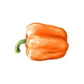 sweet bell pepper watercolor illustration on white back Royalty Free Stock Photo