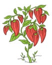 Sweet bell peppers. Vegetable plant. Capsicum annuum. Hand drawn sketch. Rich green leaves. Brightly red colored fruits