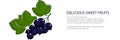 Sweet berry blackcurrant banner Royalty Free Stock Photo