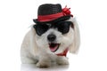 Sweet bichon dog sticking out tongue, having fun Royalty Free Stock Photo