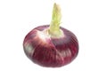Sweet big purple onion Royalty Free Stock Photo