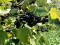 Sweet black berry currant growing on bush with leaves green Royalty Free Stock Photo