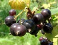 Sweet black berry currant growing on bush with leaves green Royalty Free Stock Photo