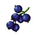 sweet black currant sketch hand drawn vector