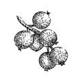 sweet black currant sketch hand drawn vector