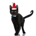 Sweet black metis cat wearing christmas hat and blue collar