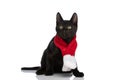 Sweet black metis kitten wearing red christmas scarf and looking up