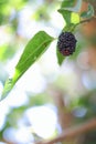 Sweet Black Mulberry