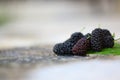 Sweet Black Mulberry