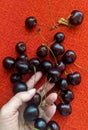 Sweet black red cherries spread by hand on red textile Royalty Free Stock Photo