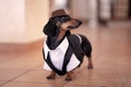 Sweet black and tan Duchshund dog wearing black tuxedo and brown hat. Clever and attentive look.