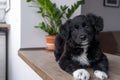 Sweet black and white puppy, straight look Royalty Free Stock Photo