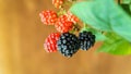 Sweet blackberry fruit in the garden Royalty Free Stock Photo