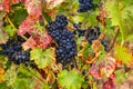 Sweet blue grapes on a vine among autumn leaves Royalty Free Stock Photo