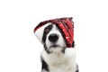 Sweet border collie dog celebrating christmas holidays wearing a red glitter santa claus hat. looking up. Isolated on white Royalty Free Stock Photo