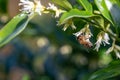 Sweet box (sarocococca confusa) flowers