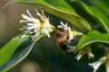 Sweet box (sarocococca confusa) flowers