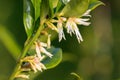 Sweet box sarocococca confusa flowers