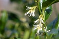 Sweet box (sarocococca confusa) flowers