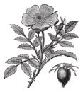 Sweet briar or Rosa rubiginosa vintage engraving