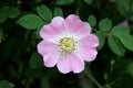 Sweet briar or Rosa rubiginosa wild rose flower