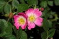Sweet Briar Rose (Rosa rubiginosa) Royalty Free Stock Photo