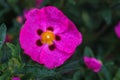 Sweet briar with water drops on green background Rosa canina flower Royalty Free Stock Photo