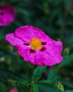 Sweet briar with water drops on green background Rosa canina flower Royalty Free Stock Photo