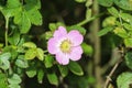 Sweet Brier (Rosa rubiginosa) flower blooming, also known as sweetbriar rose, sweet briar or eglantine Royalty Free Stock Photo