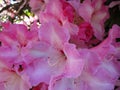 Sweet bright pink hibiscus flowers in a garden close up, Canada, 2018 Royalty Free Stock Photo