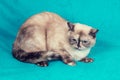 Sweet British Shorthair cat sitting on a blue blanket Royalty Free Stock Photo